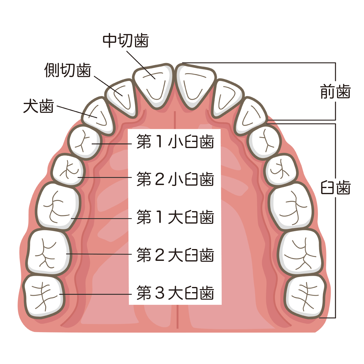 tooth-the-oral-cavity (1)